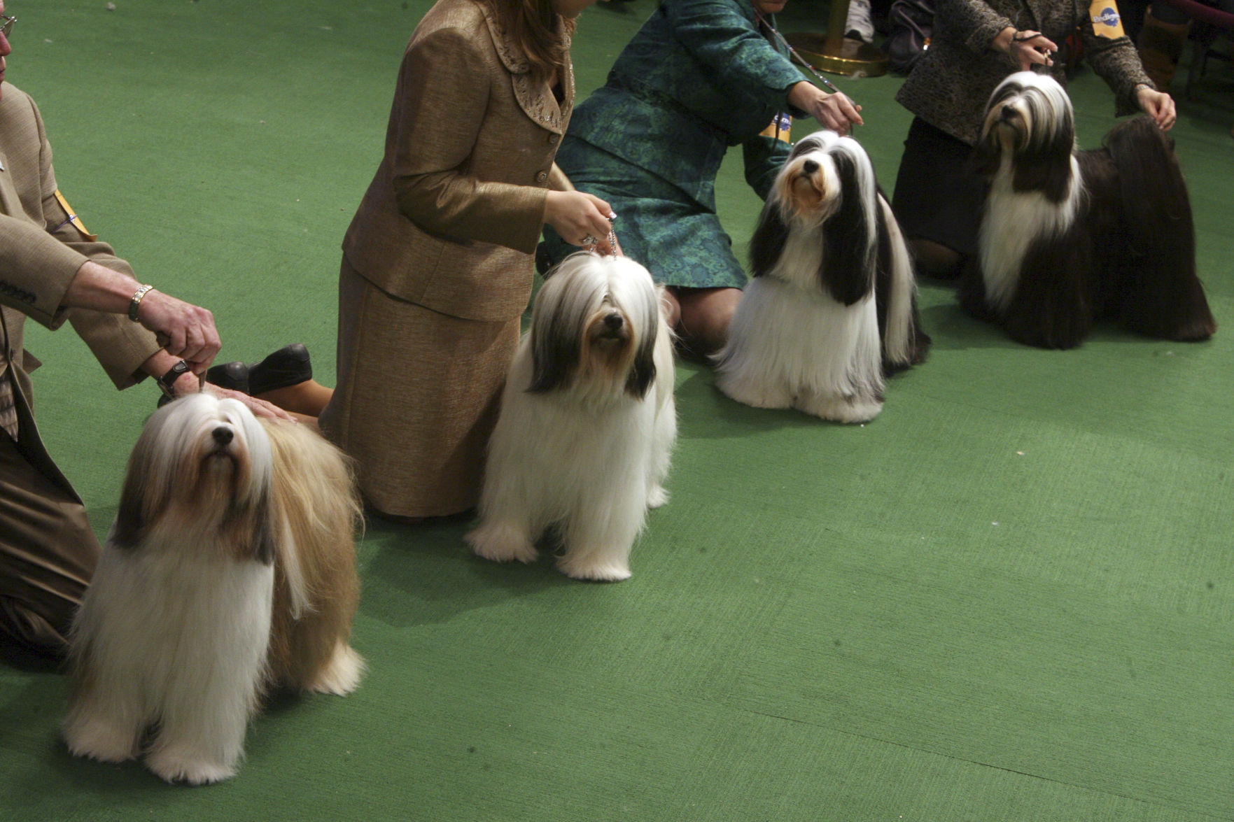 Westminster Dog Show